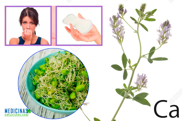 Alfalfa fuente de hormonas fitoestrógenas