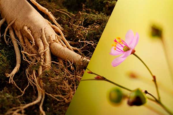 Ginseng Beneficios para el cerebro