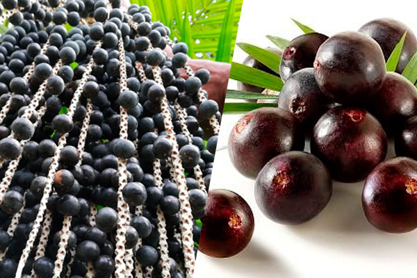 HUASAI, fruto amazónico para prolongar la juventud