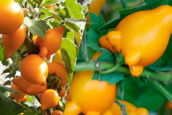 Fruto PICHICHIO para realizar gotas nasales contra la sinusitis