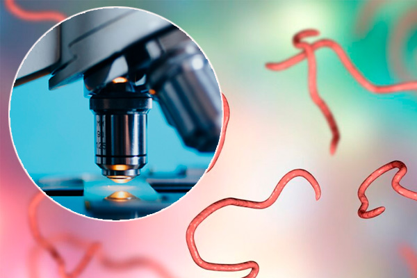 Tipos Comunes de Parásitos Intestinales en Humanos