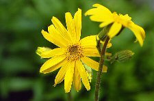 Arnica