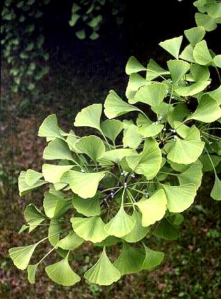 ginkobiloba