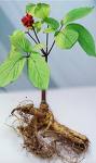 ginseng alergias