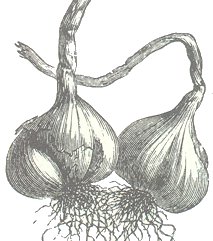 Ajo Natural