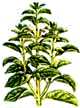 Albahaca