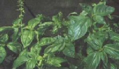 Albahaca