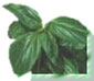 Albahaca