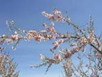 Almendro