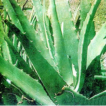 Aloe