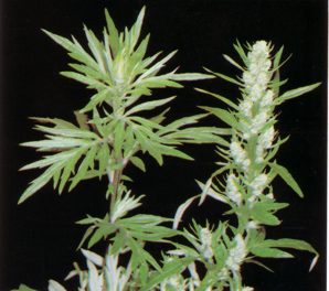 Artemisa