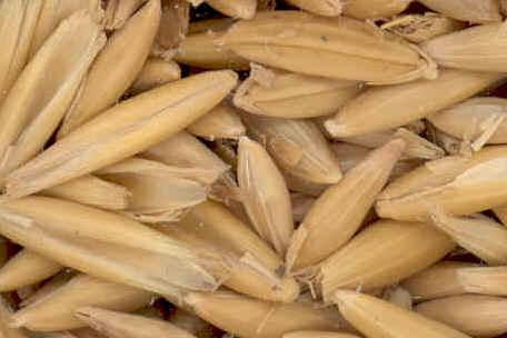 avena