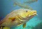 bacalao