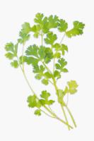 Culantro