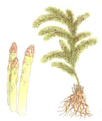 Esparragos