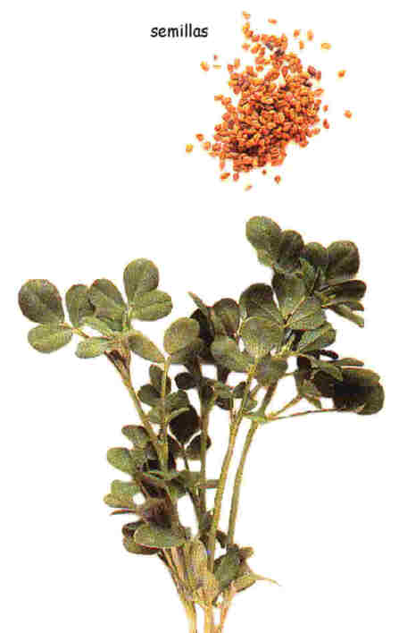 Fenogreco