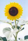 Girasol