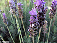 Lavanda