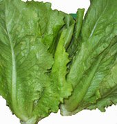Lechuga
