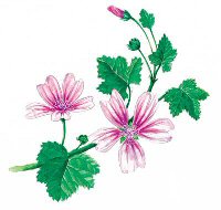 Malva