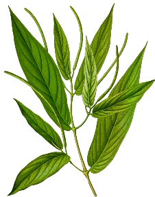 Matico