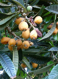 Nispero