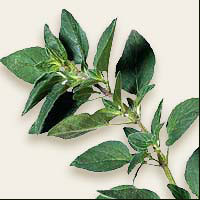 Oregano