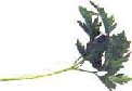 Culantro