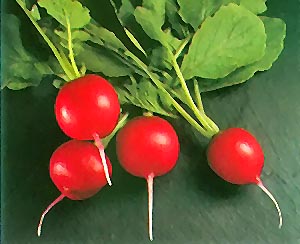 Rabanito