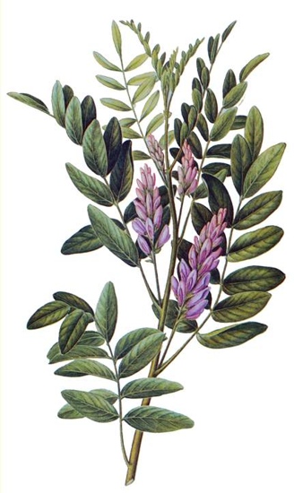 Regaliz