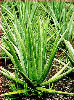 Ver Guía de Plantas Medicinales Peruanas