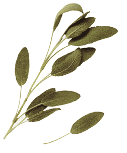 Salvia