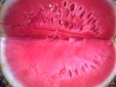 Sandia