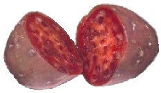 Tuna