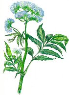 Valeriana