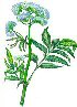 Valeriana