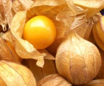 disfunção erétil tratamento caseiro