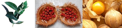 asma plantas recomendadas
