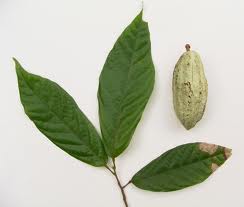 hojas de cacao