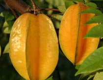 disfunção erétil tratamento injetavel