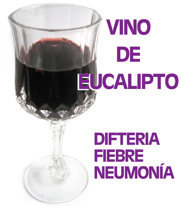 eucalipto