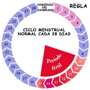 ciclo menstrual