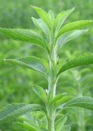 stevia